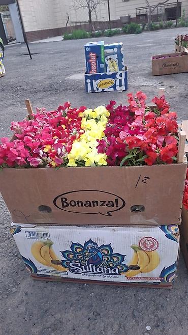 Другие садовые цветы и кустарники: Только оптом.По штучно не звонить.Рассада однолетних цветов для клумб — 14