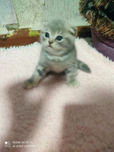 Pişiklər: Şotland, Erkək, Dişi, Yaxşı əllərə, Ünvandan götürmə — 28