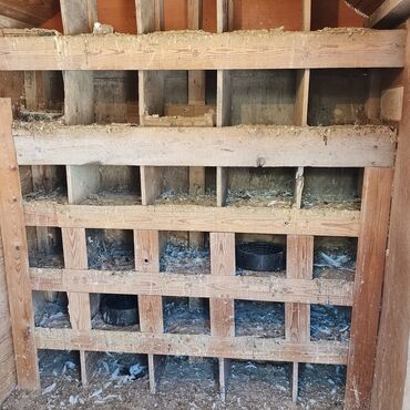 Yuvalar: Salam Aleykum Quşxana satılır istəyən olsa əlaqə saxlasın .hündürlük — 5