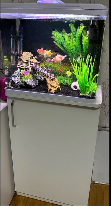 heyvanlara verilen xususi adlar: Dördbucaq akvarium, Balıqlarla birlikdə, 20 l, Ünvandan götürmə, Ödənişli çatdırılma