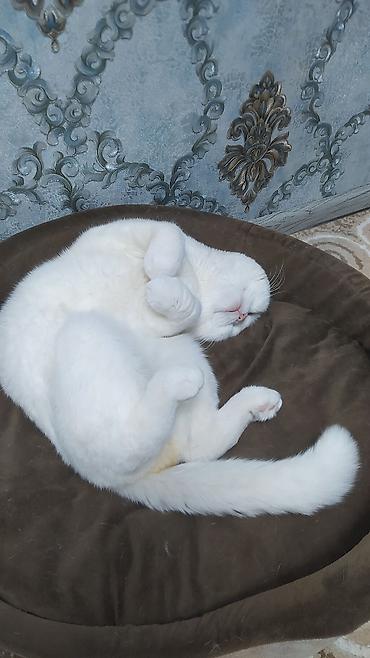 Pişiklər: Dişi -da lalafo.az — 7 Pişiklər: Dişi — 7