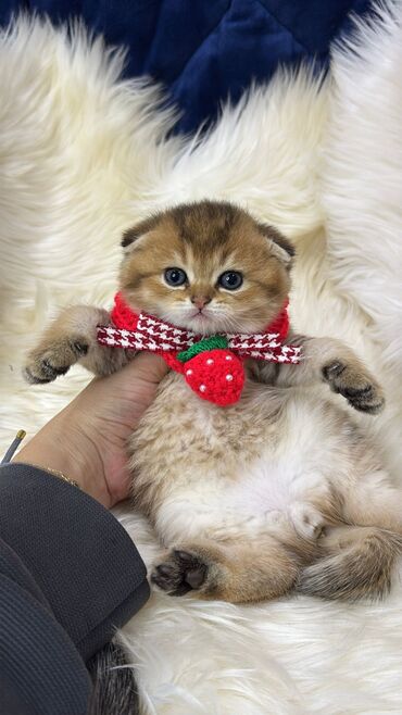 Pişiklər: 200 manatdan başdıyan qiymətlər 1000 manata kimi. Qiymət pişiyin — 27