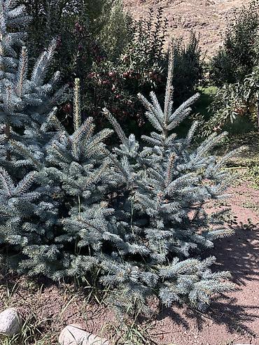 Үй жана бакча: Ель колючая голубая (Picea pungens Glauca) — саженцы для озеленения — 2