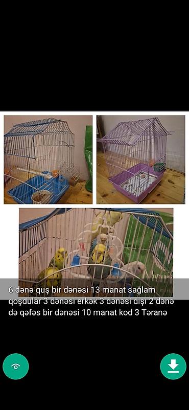 korella satışı: Quşlar qəfəslər şekillerde qiymətler məlumatlar qeyd olunub unvan — 2