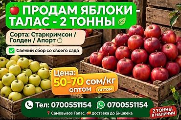 садовый измельчитель бишкек: Яблоки Голден, Оптом — 1