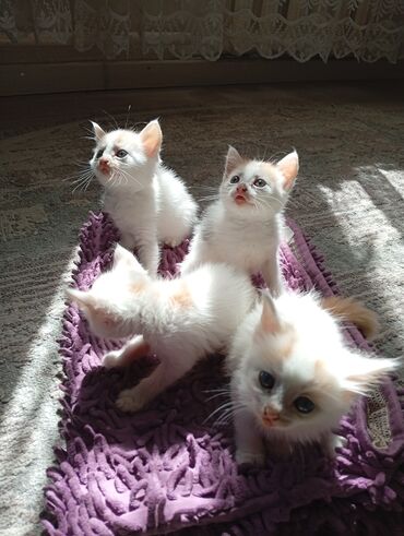 котята сфинкс: Мальчик