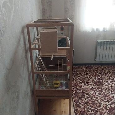 inek satislari: 2 dənə quş verlir təcili satılır aşağı yeri də var — 2