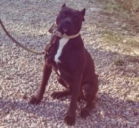 домашние собаки: Питбуль, 1 жаш, Эркек