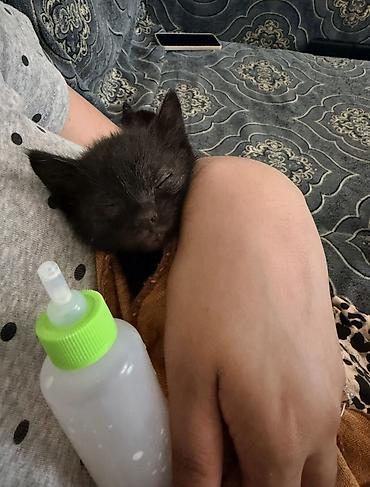 приют котят: Срочно ищем дом спасенным котятам, с нелегкой судьбой. Были выкинуты — 6