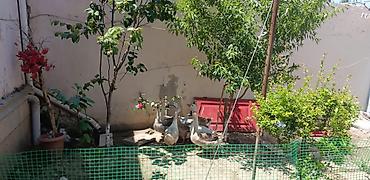 Qazlar: Linda sortu 3 ü erkək 4 ü dişidir yumurtaları pay verirəm .hər gün — 1