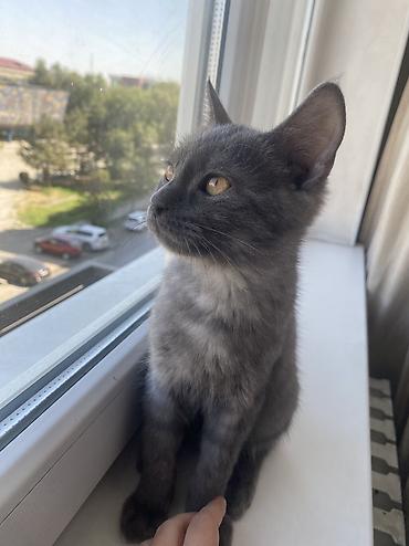 Кошка даром: Беспородная, 5 месяцев, Мальчик, Приучена к лотку at lalafo.kg Кошка даром: Беспородная, 5 месяцев, Мальчик, Приучена к лотку