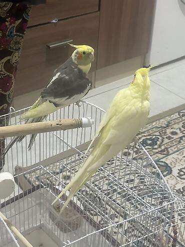 kakadu quşu: Növlər: Kakadu ailəsindən nimfa papuqayları (cockatiel) Rənglər: - — 1