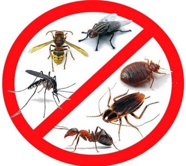 мопед муравей: Дезинфекция, дезинсекция | Клопы, Блохи, Тараканы | Квартиры, Дома, Кафе, магазины