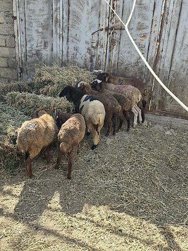 körpə quzu: Qoyun-quzu sürüsü satılır - Növ: yerli ətlik-quzu tipli qoyunlar — 2