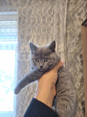 сколько стоит котенок: Самка, В добрые руки, Самовывоз