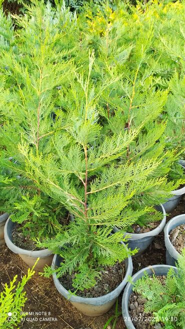 bitkilər: Leylandira ağaci sifariş üçün əlaqə saxlaya bilərsiz whatsapp aktivdir