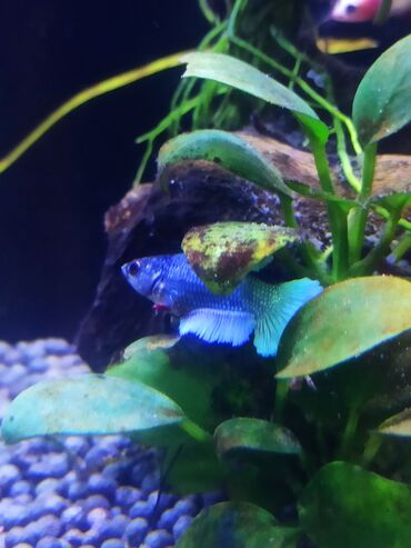 akvarium xırda balığı: Betta (Petuşok balığı), Sülhsevər, Ünvandan götürmə
