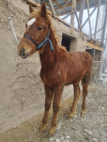 кой сатам: Эркек тай сатылат жакшы ат болот! өсө турган жоош жем жейт апетити