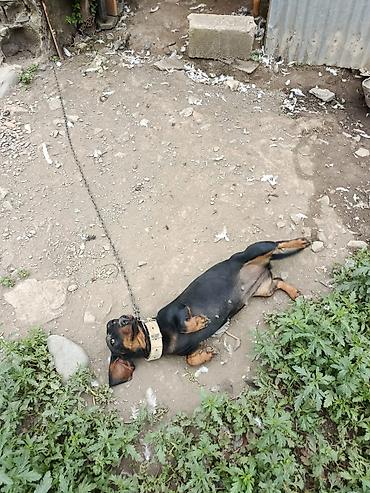 qurbanlıq heyvanlar: Satılır: qısa tüklü, qara rəngli taksa (daxshund) cinsi it — 3