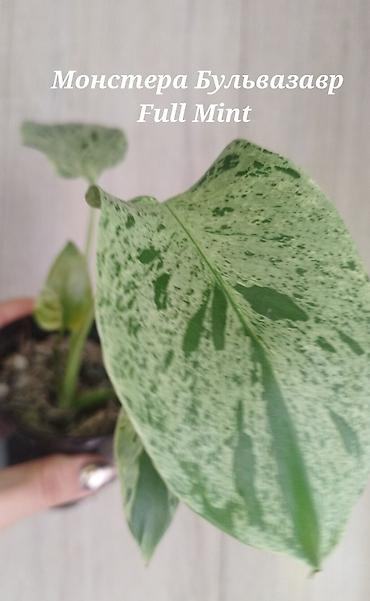 пантера котедж слив: Монстера Monstera 'Aurea Neon' / 'Lemon Lime'). Продажа!!! Монстера — 2