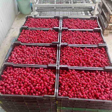 Semena i sadnice: Na prodaju sadnice maline stari Vilamet. Dugogodišnje porodično — 8