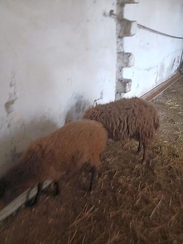 Qoyunlar, qoçlar: Iki baş qala cinsi ekizdilər 11 ayLlqdlLar qiymet birine aiddir.qoc — 13