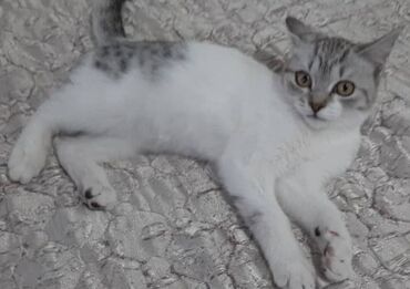 котята в добрые руки бишкек: Котята, которым 4 месяца, обе девочки можно отдать в хорошие руки