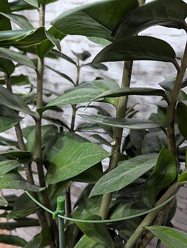 долларовое: 🌿Замиокулькас Продаем в хорошие руки, ухаживали очень бережно. 4 года — 3