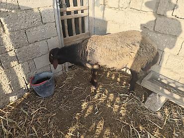 Mal-qara: Qala qoçu satılır super qoyun sürməyi var damazliga yararlidir — 1