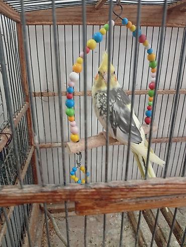 tutuquşu satışı az: Nymph paraketləri (Cockatiel) – 2 ədəd Xüsusiyyətlər: - Rəng: sarı — 3