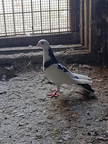 tutu quşu: Enli quyruq sevenler ucun tutulma boynugullu 15-16 quyruqdu. saglam — 1