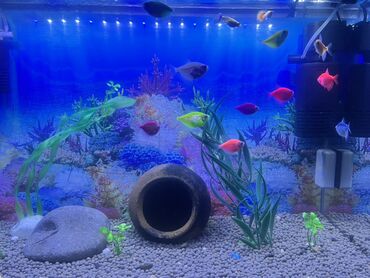 Balıqlar: Glofish, Sülhsevər — 5