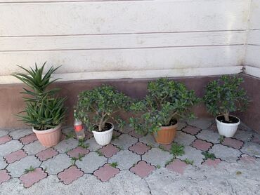 купить дерево лимона с плодами: Комнатные растения в горшках. - Суккулент (похож на алоэ/агаву) в