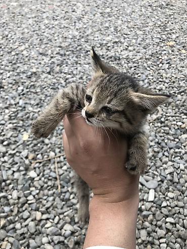 кошка токмок: Котёнок-полосатик (серо-коричневый рабби девочка) с выразительными — 5