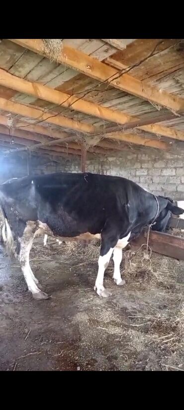 Inəklər, öküzlər: Dişi, il: 9, Südlük, Ünvandan götürmə lalafo.az -da Inəklər, öküzlər: Dişi, il: 9, Südlük, Ünvandan götürmə