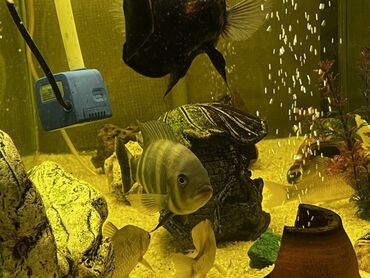 Akvariumlar: Böyük ölçülü şüşə akvarium komplekti - Ön və yanları şəffaf şüşəli — 10