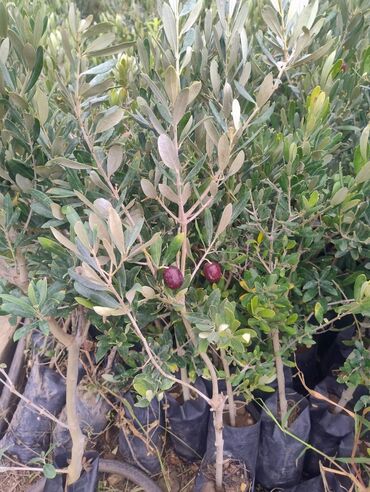Ağaclar: Məhsul: Zeytun ağacları (meyvəli) Təsvir: - Şəkillərdə göstərilən -da lalafo.az — 5 Ağaclar: Məhsul: Zeytun ağacları (meyvəli) Təsvir: - Şəkillərdə göstərilən — 5