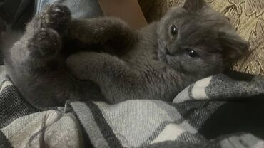 Pişiklər: Şotland, Erkək — 6