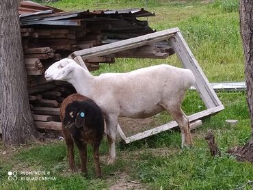 арашанские овцы: Продаю | Овца (самка), Ягненок, Баран (самец) | Арашан | На забой, Для разведения | Племенные
