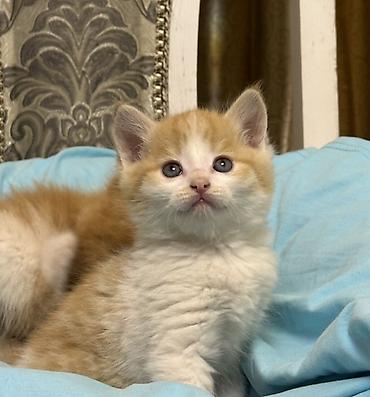 Продажа кошек: Лесная, 1 месяц, Мальчик, Рыжий — 6