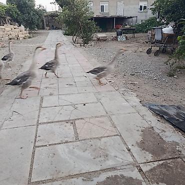 dana erkek: Məhsul: Qaz sürüsü led Təsvir: - Həyət şəraitində saxlanılan sağlam — 3