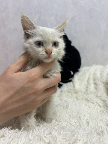 Отдам даром кошку: Кошка даром: Беспородная, Девочка