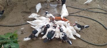 Ördəklər: Məhsul: Muskovi (Hind) ördəkləri – müxtəlif rənglərdə sürü Təsvir: - — 2