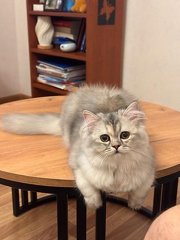 Şinşilla, Dişi, Yaxşı əllərə, Pulsuz çatdırılma lalafo.az -da Şinşilla, Dişi, Yaxşı əllərə, Pulsuz çatdırılma