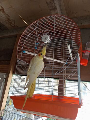 Qəfəslər: Qəfəslər quşlar — 17