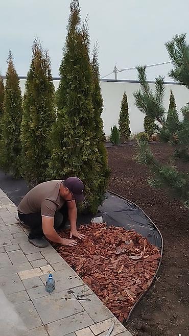 Газон: Сеем газон, Поссев газон, Газон себебиз 🌱 под ключ 🏡по городу бишкек — 28
