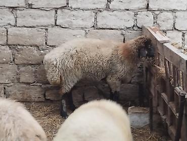 anqus əti: - Növ: yerli ətlik qoyunlardi — 6