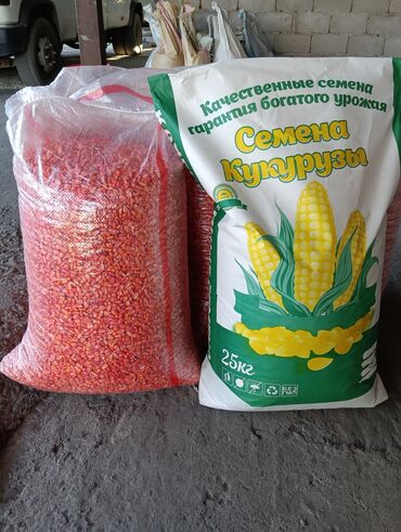кукуруза на посев: Семена и саженцы Самовывоз, Платная доставка