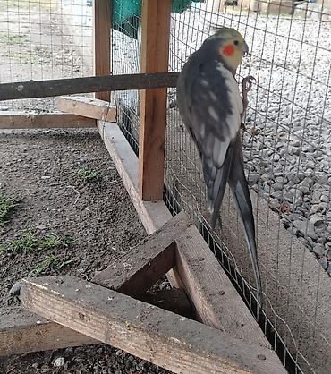 danisan tutuqusu satisi: Nimfa (Cockatiel) – boz-ağ rəngli, sarı başlı və yanaqlarında narıncı — 1