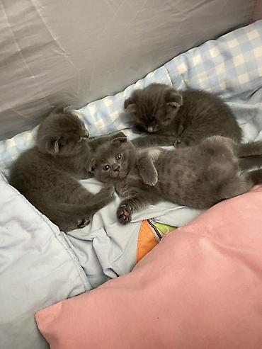 scottish fold satilir: Şotland yastı qulaq, Dişi, Erkək, Yaxşı əllərə, Ünvandan götürmə — 1